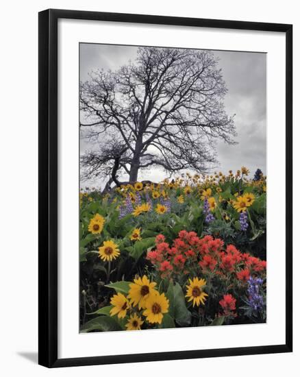 Oregon, Columbia River Gorge. Oak Tree and Wildflowers-Steve Terrill-Framed Photographic Print