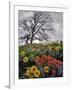 Oregon, Columbia River Gorge. Oak Tree and Wildflowers-Steve Terrill-Framed Photographic Print