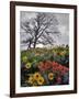 Oregon, Columbia River Gorge. Oak Tree and Wildflowers-Steve Terrill-Framed Photographic Print