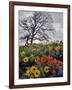 Oregon, Columbia River Gorge. Oak Tree and Wildflowers-Steve Terrill-Framed Photographic Print