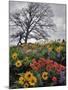 Oregon, Columbia River Gorge. Oak Tree and Wildflowers-Steve Terrill-Mounted Photographic Print