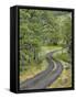 Oregon, Columbia River Gorge. Road Lined with Oak Trees-Steve Terrill-Framed Stretched Canvas