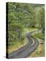 Oregon, Columbia River Gorge. Road Lined with Oak Trees-Steve Terrill-Stretched Canvas