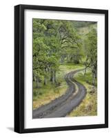 Oregon, Columbia River Gorge. Road Lined with Oak Trees-Steve Terrill-Framed Photographic Print