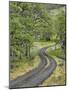 Oregon, Columbia River Gorge. Road Lined with Oak Trees-Steve Terrill-Mounted Photographic Print