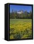 Oregon. Deschutes NF, Broken Top rises above coniferous forest and meadow of subalpine buttercup.-John Barger-Framed Stretched Canvas