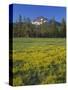 Oregon. Deschutes NF, Broken Top rises above coniferous forest and meadow of subalpine buttercup.-John Barger-Stretched Canvas