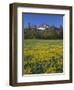 Oregon. Deschutes NF, Broken Top rises above coniferous forest and meadow of subalpine buttercup.-John Barger-Framed Photographic Print