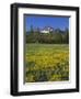 Oregon. Deschutes NF, Broken Top rises above coniferous forest and meadow of subalpine buttercup.-John Barger-Framed Photographic Print