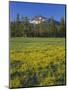 Oregon. Deschutes NF, Broken Top rises above coniferous forest and meadow of subalpine buttercup.-John Barger-Mounted Photographic Print