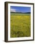 Oregon. Deschutes NF, extensive bloom of subalpine buttercup in wet meadow near Sparks Lake.-John Barger-Framed Photographic Print