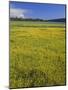 Oregon. Deschutes NF, extensive bloom of subalpine buttercup in wet meadow near Sparks Lake.-John Barger-Mounted Photographic Print