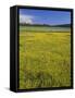 Oregon. Deschutes NF, extensive bloom of subalpine buttercup in wet meadow near Sparks Lake.-John Barger-Framed Stretched Canvas