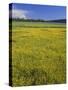 Oregon. Deschutes NF, extensive bloom of subalpine buttercup in wet meadow near Sparks Lake.-John Barger-Stretched Canvas