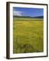 Oregon. Deschutes NF, extensive bloom of subalpine buttercup in wet meadow near Sparks Lake.-John Barger-Framed Photographic Print