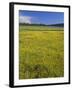 Oregon. Deschutes NF, extensive bloom of subalpine buttercup in wet meadow near Sparks Lake.-John Barger-Framed Photographic Print