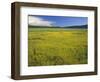 Oregon. Deschutes NF, extensive bloom of subalpine buttercup in wet meadow near Sparks Lake.-John Barger-Framed Photographic Print