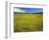 Oregon. Deschutes NF, extensive bloom of subalpine buttercup in wet meadow near Sparks Lake.-John Barger-Framed Photographic Print