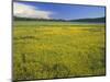 Oregon. Deschutes NF, extensive bloom of subalpine buttercup in wet meadow near Sparks Lake.-John Barger-Mounted Photographic Print