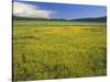 Oregon. Deschutes NF, extensive bloom of subalpine buttercup in wet meadow near Sparks Lake.-John Barger-Stretched Canvas