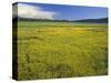 Oregon. Deschutes NF, extensive bloom of subalpine buttercup in wet meadow near Sparks Lake.-John Barger-Stretched Canvas