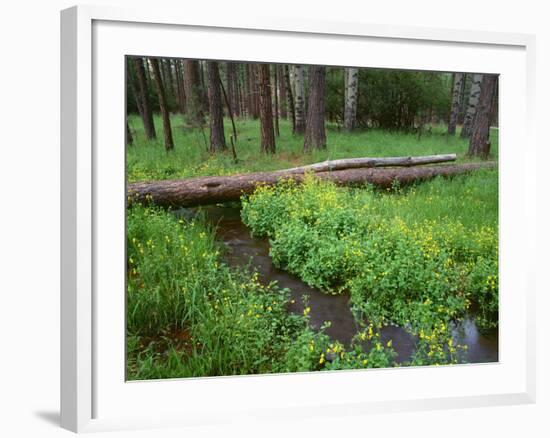 Oregon. Deschutes NF, yellow monkeyflower blooms along Cold Spring beneath forest of aspen and pine-John Barger-Framed Photographic Print