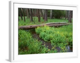 Oregon. Deschutes NF, yellow monkeyflower blooms along Cold Spring beneath forest of aspen and pine-John Barger-Framed Photographic Print