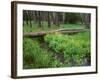 Oregon. Deschutes NF, yellow monkeyflower blooms along Cold Spring beneath forest of aspen and pine-John Barger-Framed Photographic Print