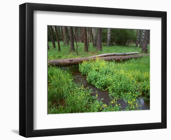 Oregon. Deschutes NF, yellow monkeyflower blooms along Cold Spring beneath forest of aspen and pine-John Barger-Framed Photographic Print