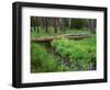 Oregon. Deschutes NF, yellow monkeyflower blooms along Cold Spring beneath forest of aspen and pine-John Barger-Framed Photographic Print