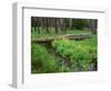 Oregon. Deschutes NF, yellow monkeyflower blooms along Cold Spring beneath forest of aspen and pine-John Barger-Framed Photographic Print