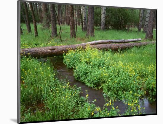 Oregon. Deschutes NF, yellow monkeyflower blooms along Cold Spring beneath forest of aspen and pine-John Barger-Mounted Photographic Print