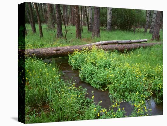 Oregon. Deschutes NF, yellow monkeyflower blooms along Cold Spring beneath forest of aspen and pine-John Barger-Stretched Canvas