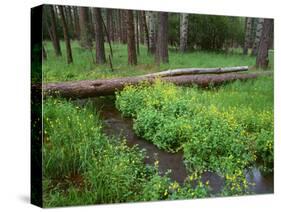 Oregon. Deschutes NF, yellow monkeyflower blooms along Cold Spring beneath forest of aspen and pine-John Barger-Stretched Canvas