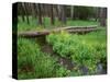 Oregon. Deschutes NF, yellow monkeyflower blooms along Cold Spring beneath forest of aspen and pine-John Barger-Stretched Canvas