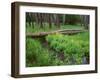 Oregon. Deschutes NF, yellow monkeyflower blooms along Cold Spring beneath forest of aspen and pine-John Barger-Framed Photographic Print