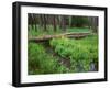 Oregon. Deschutes NF, yellow monkeyflower blooms along Cold Spring beneath forest of aspen and pine-John Barger-Framed Photographic Print