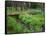 Oregon. Deschutes NF, yellow monkeyflower blooms along Cold Spring beneath forest of aspen and pine-John Barger-Framed Stretched Canvas