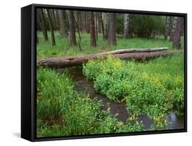 Oregon. Deschutes NF, yellow monkeyflower blooms along Cold Spring beneath forest of aspen and pine-John Barger-Framed Stretched Canvas