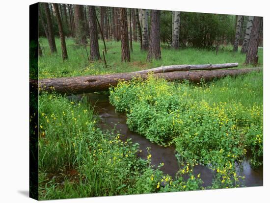 Oregon. Deschutes NF, yellow monkeyflower blooms along Cold Spring beneath forest of aspen and pine-John Barger-Stretched Canvas