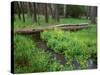 Oregon. Deschutes NF, yellow monkeyflower blooms along Cold Spring beneath forest of aspen and pine-John Barger-Stretched Canvas