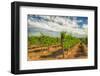 Oregon, Dundee. Vineyard in Dundee Hills-Richard Duval-Framed Photographic Print