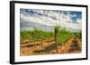 Oregon, Dundee. Vineyard in Dundee Hills-Richard Duval-Framed Photographic Print