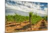 Oregon, Dundee. Vineyard in Dundee Hills-Richard Duval-Mounted Photographic Print