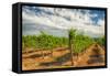 Oregon, Dundee. Vineyard in Dundee Hills-Richard Duval-Framed Stretched Canvas