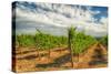 Oregon, Dundee. Vineyard in Dundee Hills-Richard Duval-Stretched Canvas