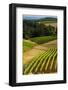 Oregon, Dundee. Vineyard in Dundee Hills-Richard Duval-Framed Photographic Print