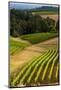 Oregon, Dundee. Vineyard in Dundee Hills-Richard Duval-Mounted Photographic Print