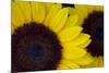 Oregon. Dune Sunflowers, Close-Up Detail-Jaynes Gallery-Mounted Photographic Print