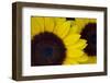 Oregon. Dune Sunflowers, Close-Up Detail-Jaynes Gallery-Framed Photographic Print